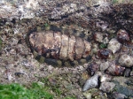 Polyplacophora - chitons